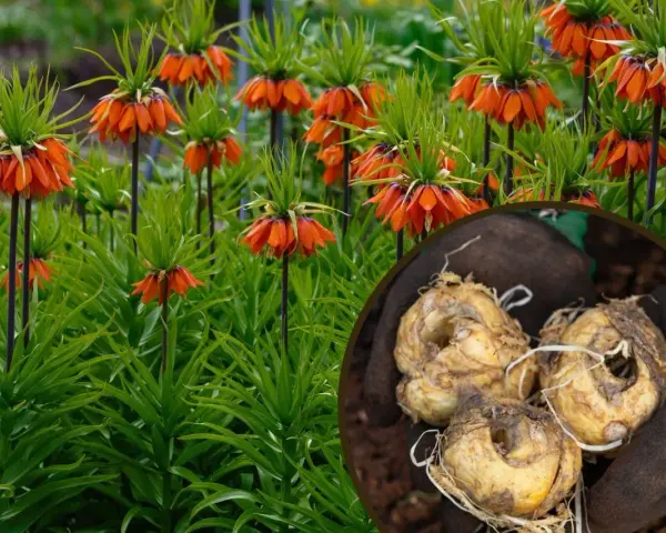 Pomarańczowe kwiaty cesarska korona sadzenie bokiem. W okręgu cebulki przygotowane do sadzenia.