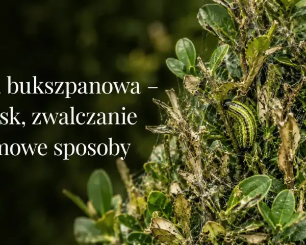 Ćma bukszpanowa niszczy krzew. Zobacz domowy sposób na ćmę bukszpanową i uratuj swój bukszpan.