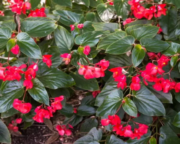 Kwitnąca begonia dragon, z czerwonymi kwiatami i zielonymi liśćmi, gotowa do zimowania.