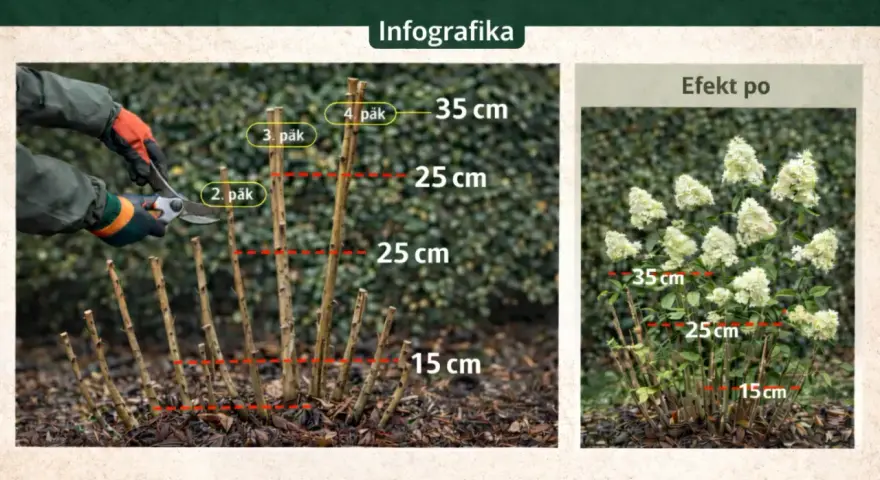 Instrukcja, kiedy przycinać hortensję bukietową. Pokazuje przycinanie pędów na różne wysokości (15-35 cm) i efekt po zabiegu.