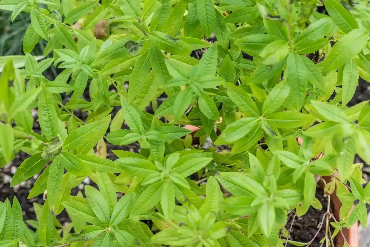 Gęste, zielone liście werbeny cytrynowej, idealne do uprawy w doniczkach.
