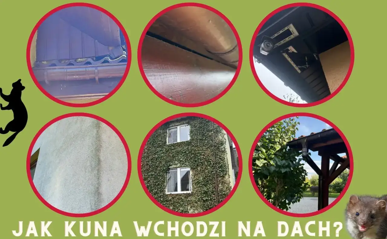 Kuna w domu? Zobacz, jak zwierzę wspina się po rynnach i ścianach, by dostać się na dach. Zdjęcia pokazują potencjalne punkty wejścia.