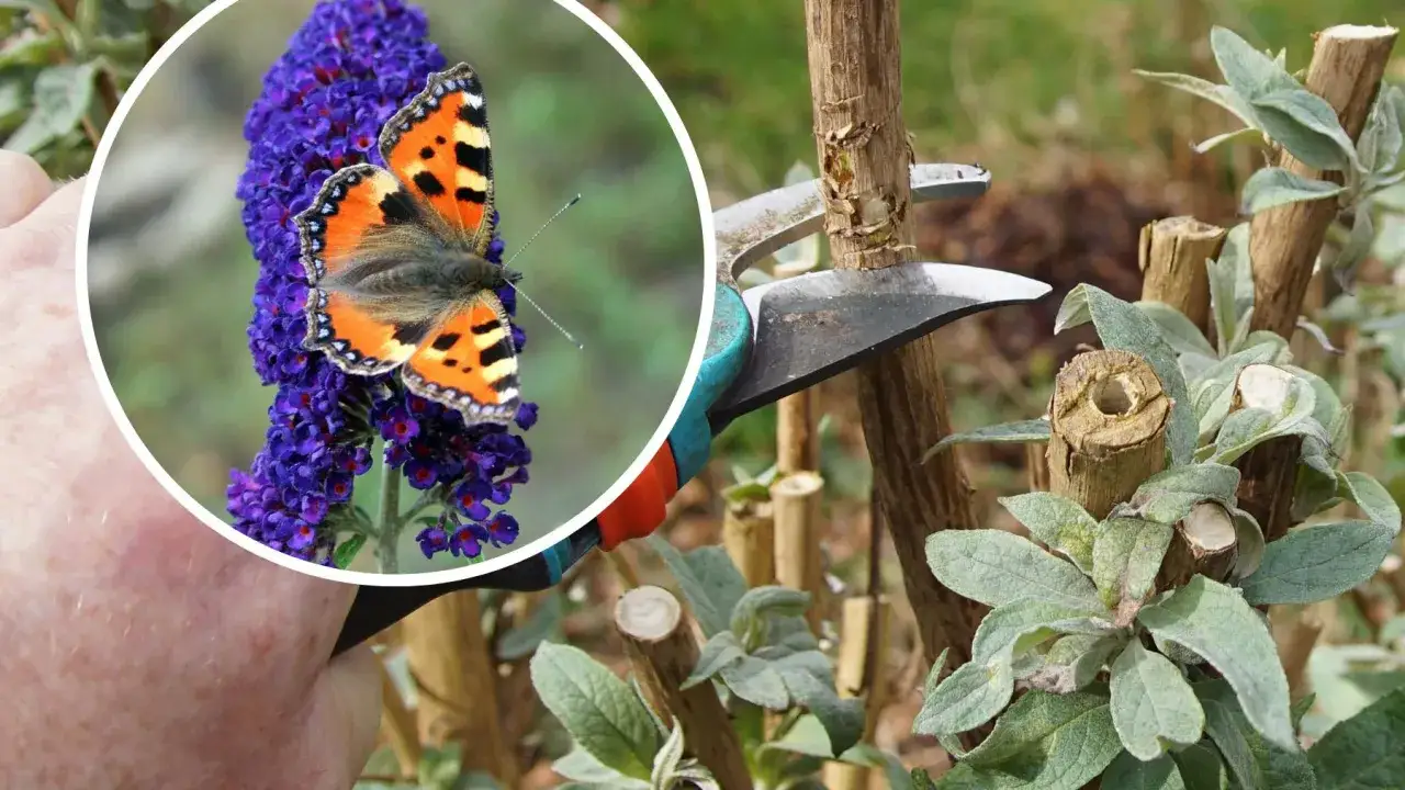 Przycinanie budlei kiedy? Motyl na kwiecie budlei i sekator tnący pędy.