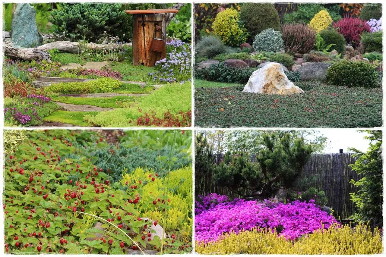 Ogród z kamieniami, drewnianą szopką i kwitnącymi roślinami płożącymi wieloletnimi. Widać truskawki leśne i wrzosy.