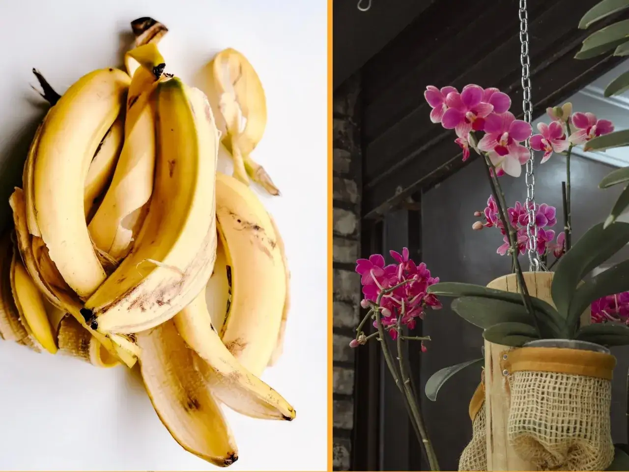 Skórki bananów jako nawóz z banana do jakich kwiatów? Idealne dla storczyków, by pięknie kwitły.