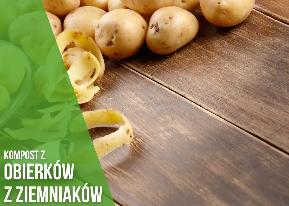 Obierki z ziemniaków na drewnianym blacie, gotowe do kompostowania. To świetny nawóz dla Twoich roślin!