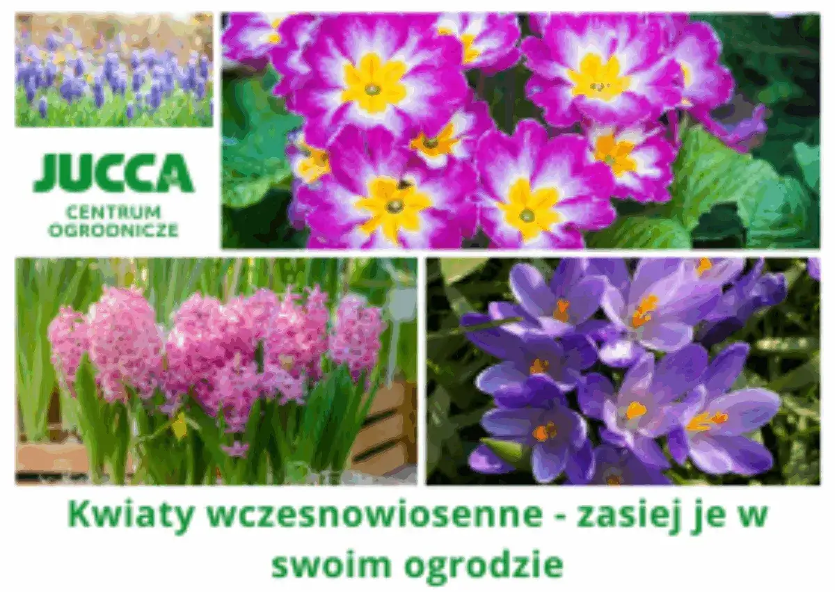 Zwiastuny wiosny: fioletowe krokusy, różowe hiacynty i pierwiosnki. Czas zasiać kwiaty w swoim ogrodzie!