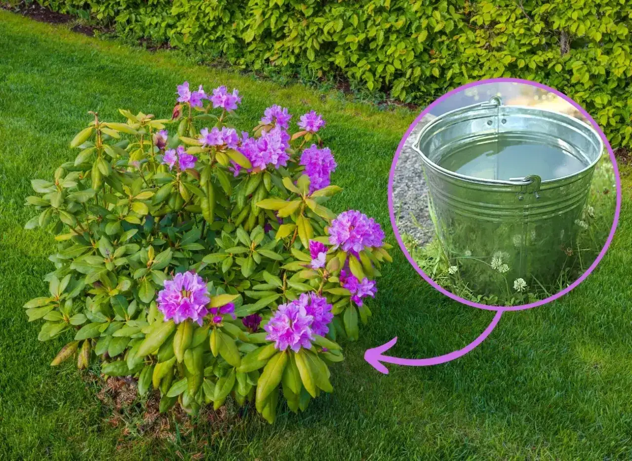 Piękny rododendron kwitnie, a obok wiadro z wodą, która może posłużyć jako domowy nawóz do rododendronów.